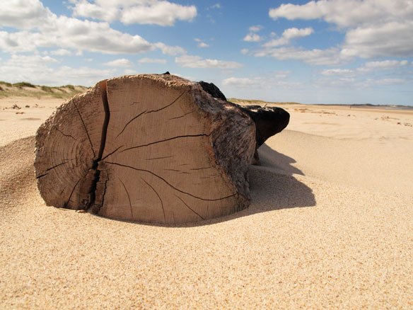 driftwood