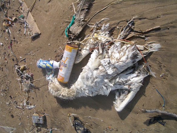 marine-debris-bird