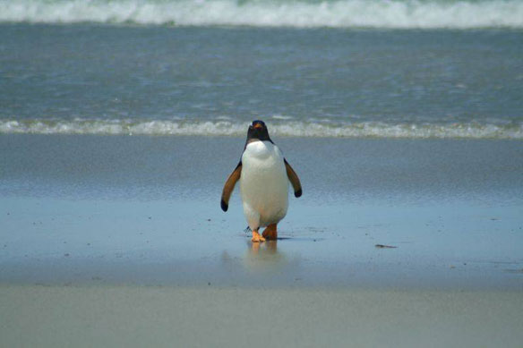 penguin-brazil