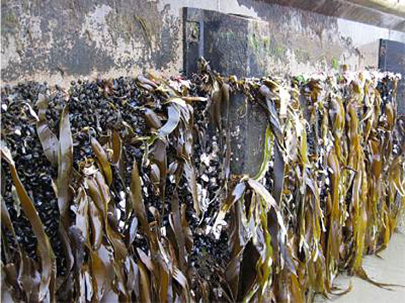 tsunami-debris-dock-oregon