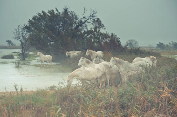 camargue-chevaux