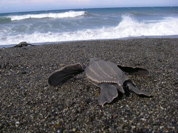 leatherback-turtle