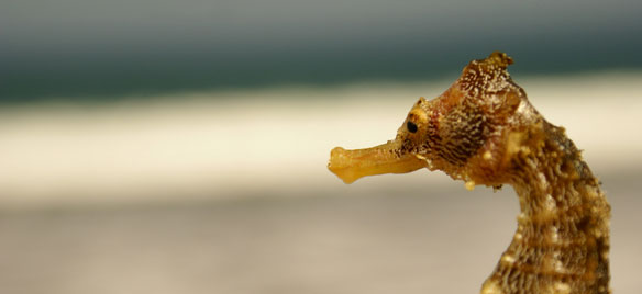 seahorse