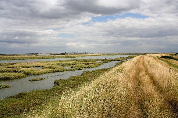 salt-marsh-essex