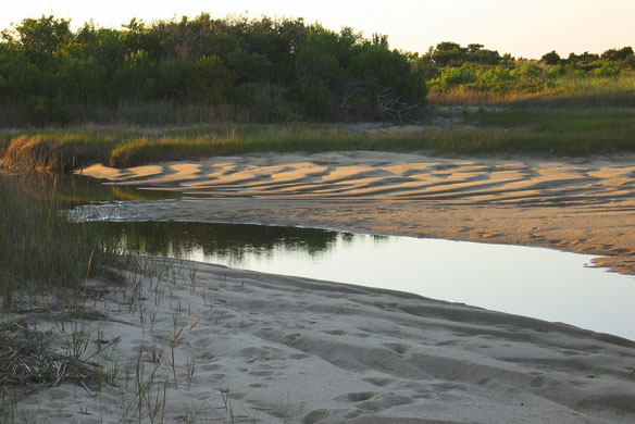 salt-marsh