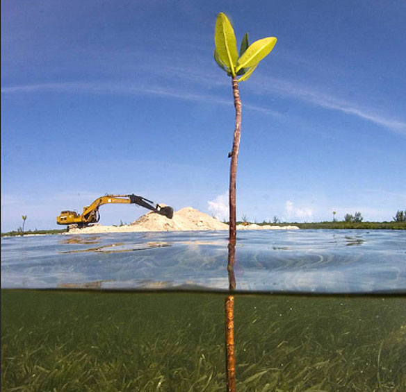 sand-mining-mangrove