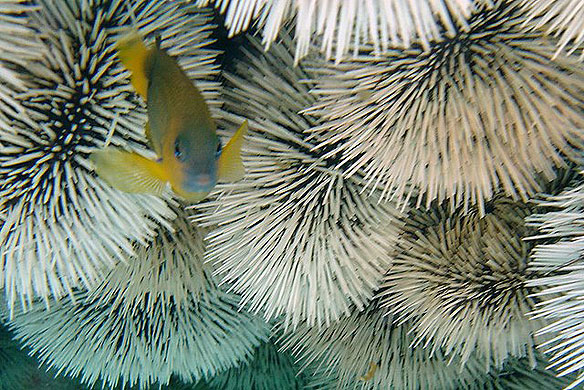 sea-urchins