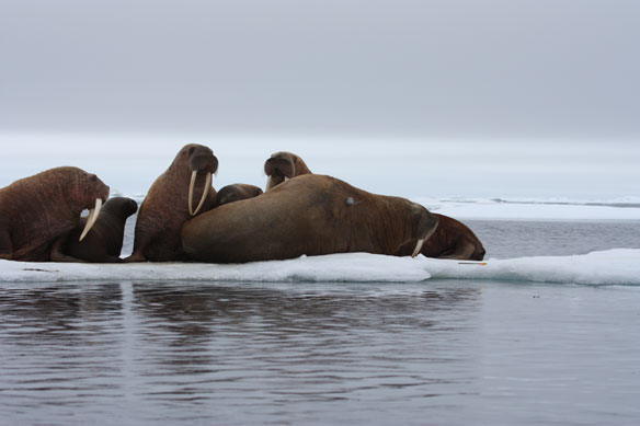 walruses