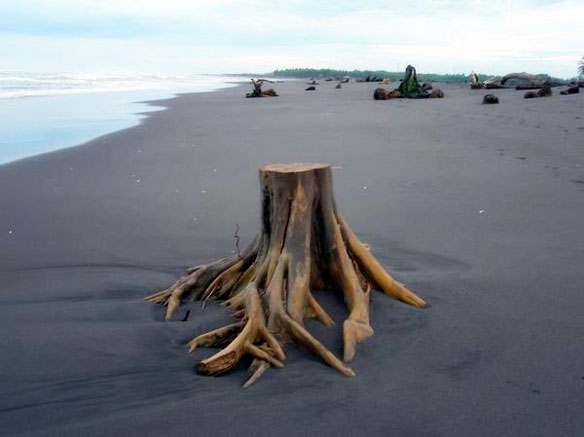 deforestation-guatemala