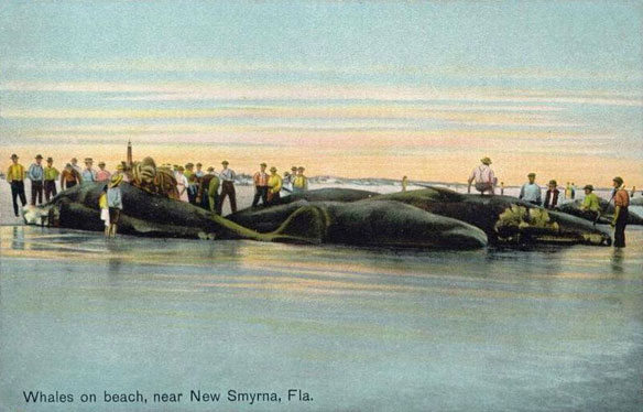 whales-florida