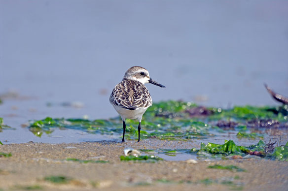 shorebird