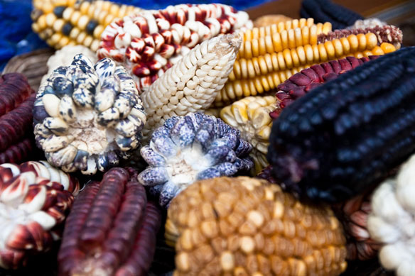 coastal-peru-maize