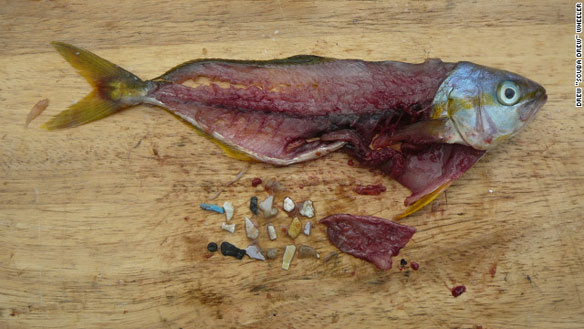 plastic-debris-in-fish