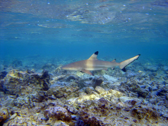 black-tip-shark