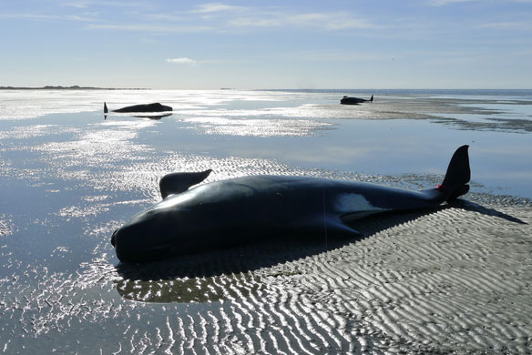 pilot-whales-beached