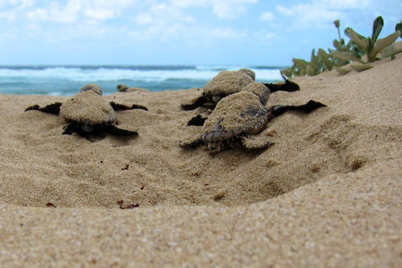 leatherback-hatchlings-beach