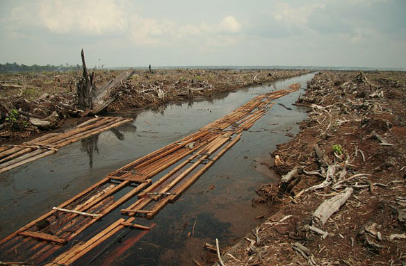 Riau-deforestation