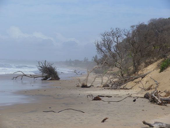 Coastal Erosion along Old Bar Beach, Australia (photo © SAF)