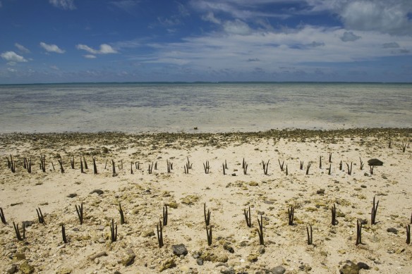 mangrove-seedlings