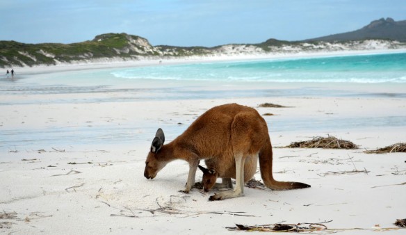 beach-kangaroo-australia