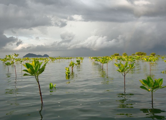 mangrove-seedlings