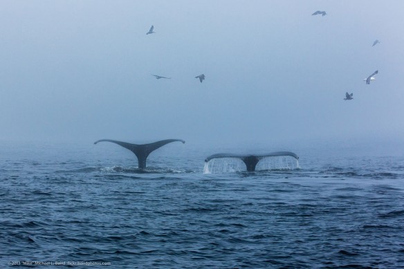 whales-california