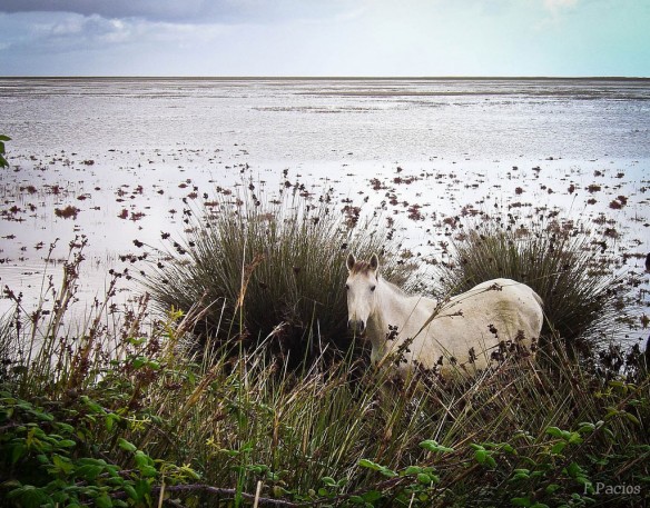 Donana-wetlands