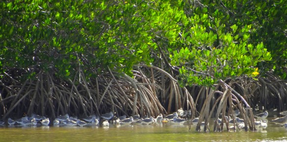 mangrove