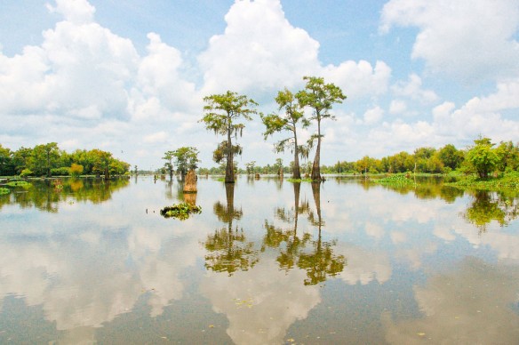 atchafalaya-swamps