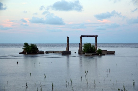 guyana-mangrove