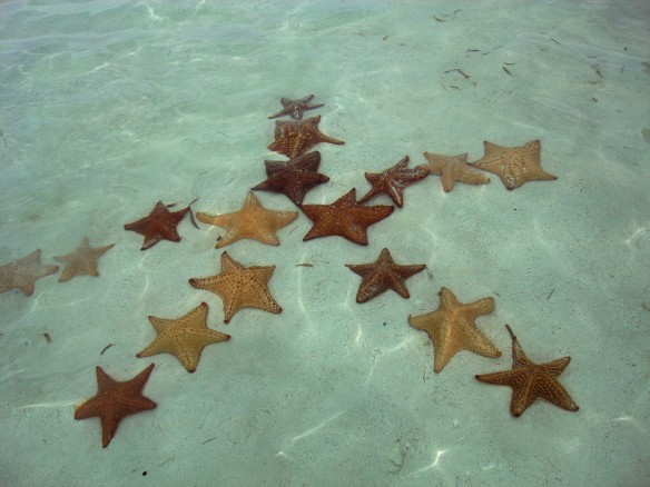 starfish-star