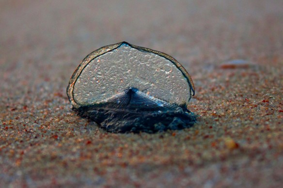 velella