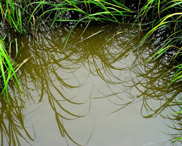 marsh-vegetation