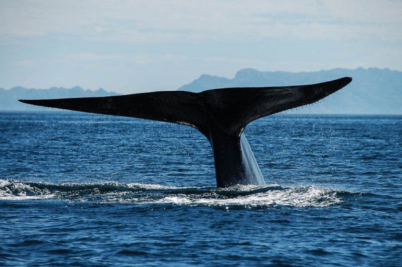 blue-whale