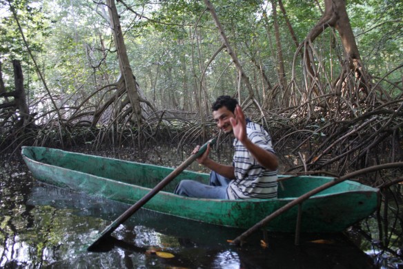 mangrove-jilisco