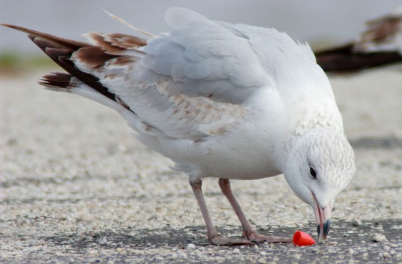 plastic-pollution-coastal-care-seabird