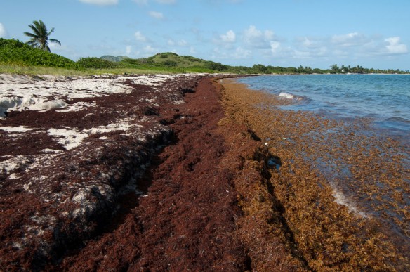 sargassum-st-martin