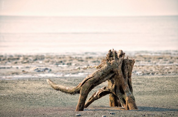 mangrove-root-sundarbans