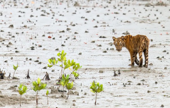 tiger-mangrove