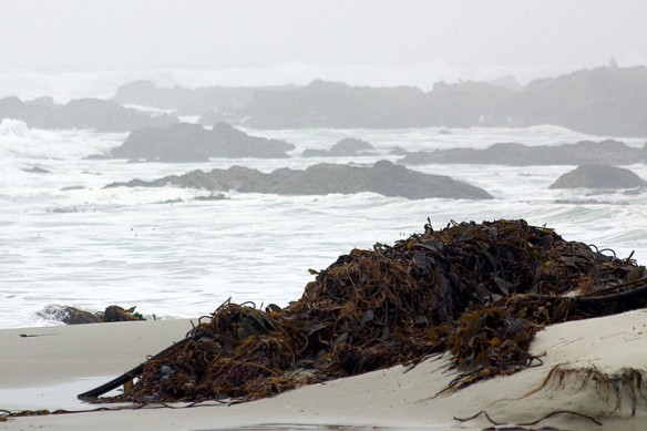 kelp-beach-nasa