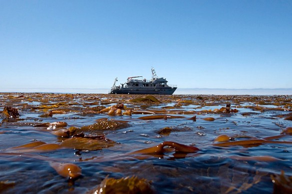 kelp-canopy