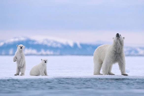 polar-bears