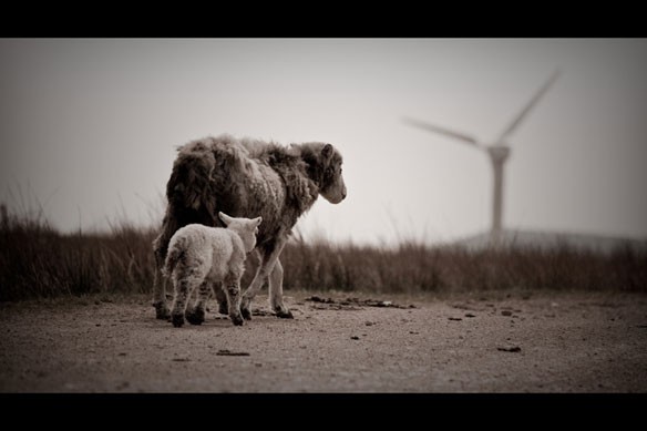 uk-windfarm