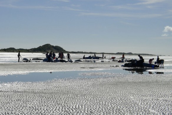 pilot-whale-nz-beached-2