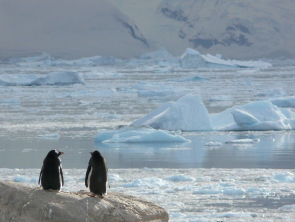 antarctica