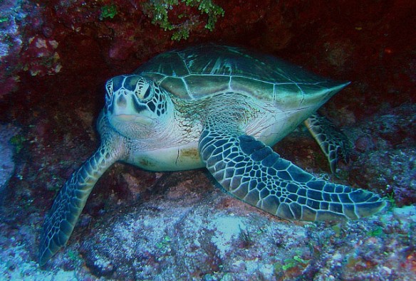 green-turtle