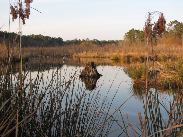 wetland-nc