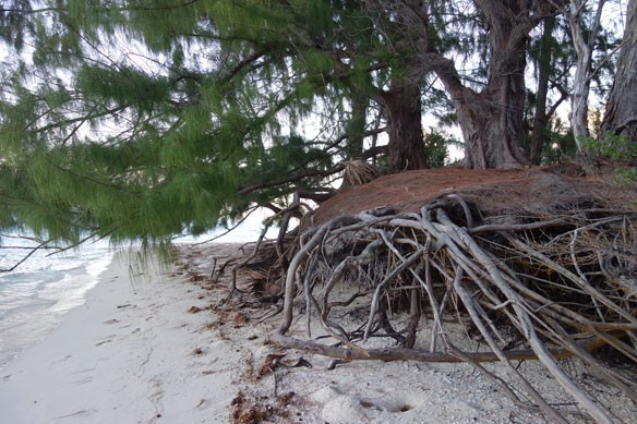 coastal-erosion-coastalcare