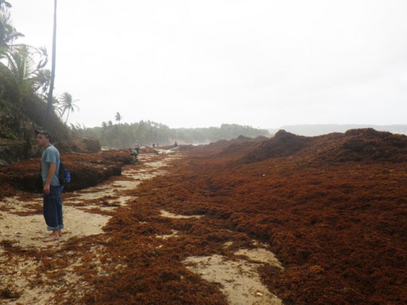 Fig.-10-giant-wrack-line-of-sargassum