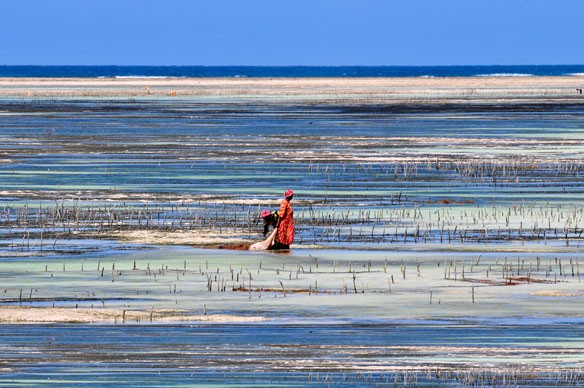 seagrass-zanzibar